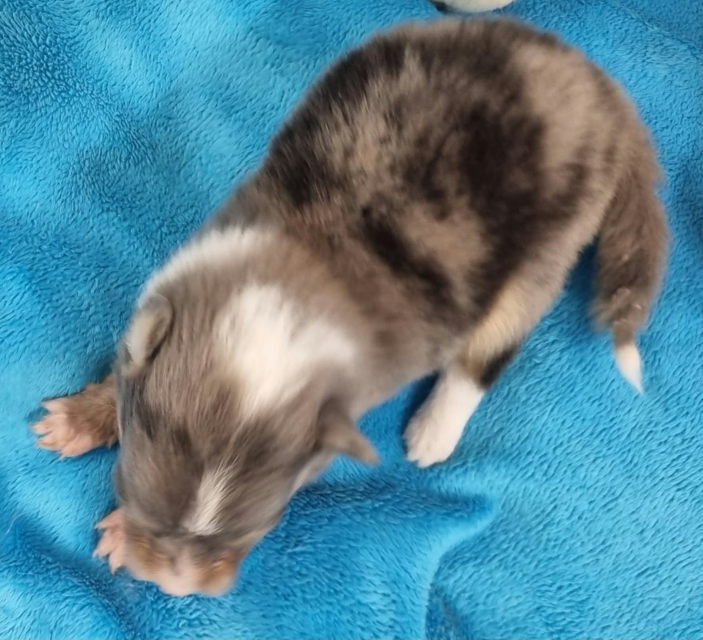 FEMELLE BLEUE MERLE