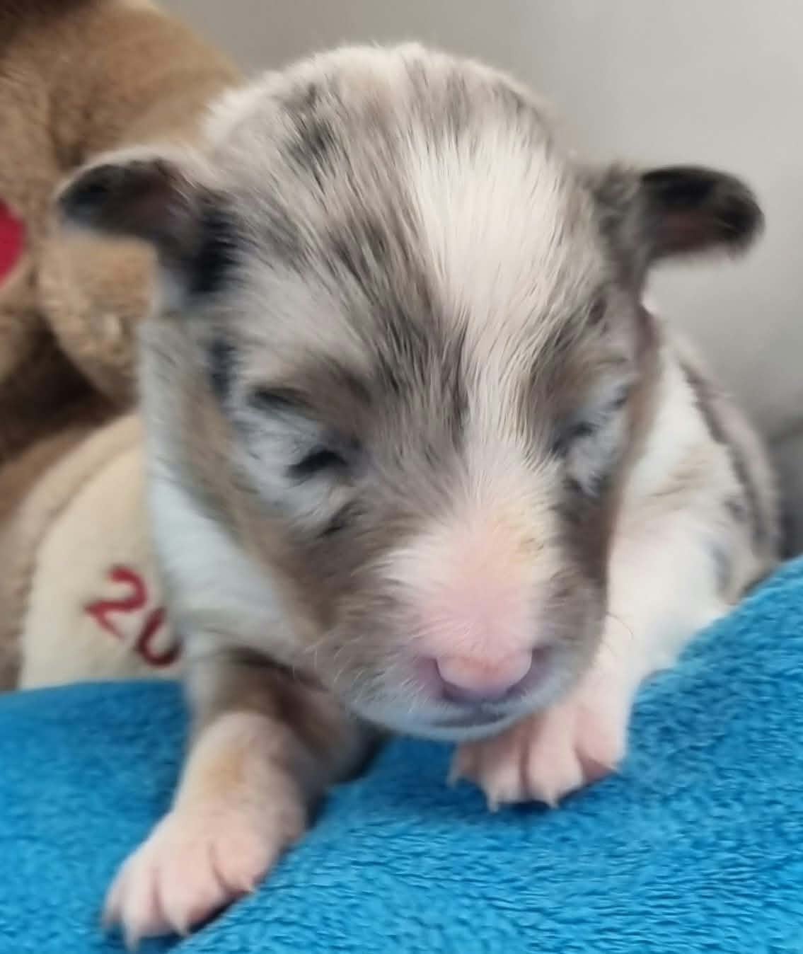 FEMELLE BLEUE MERLE
