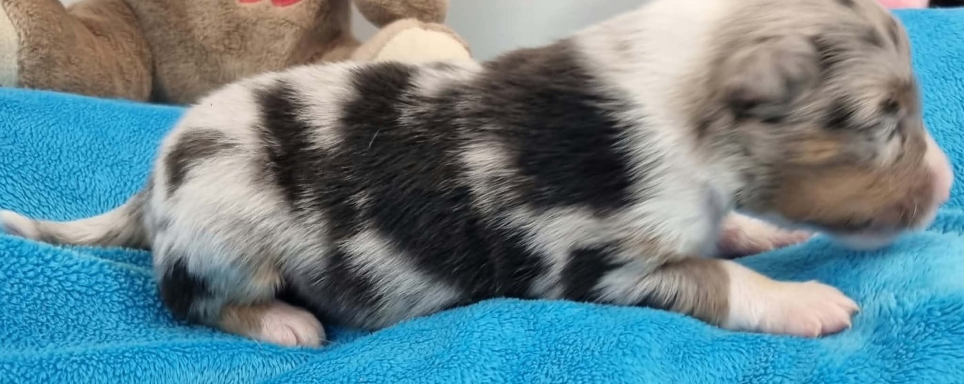 FEMELLE BLEUE MERLE