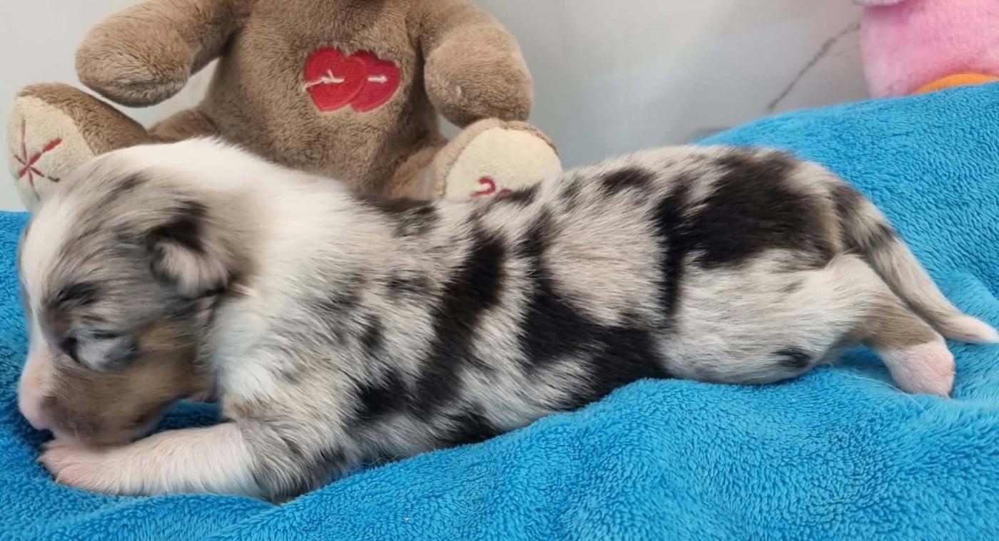 FEMELLE BLEUE MERLE