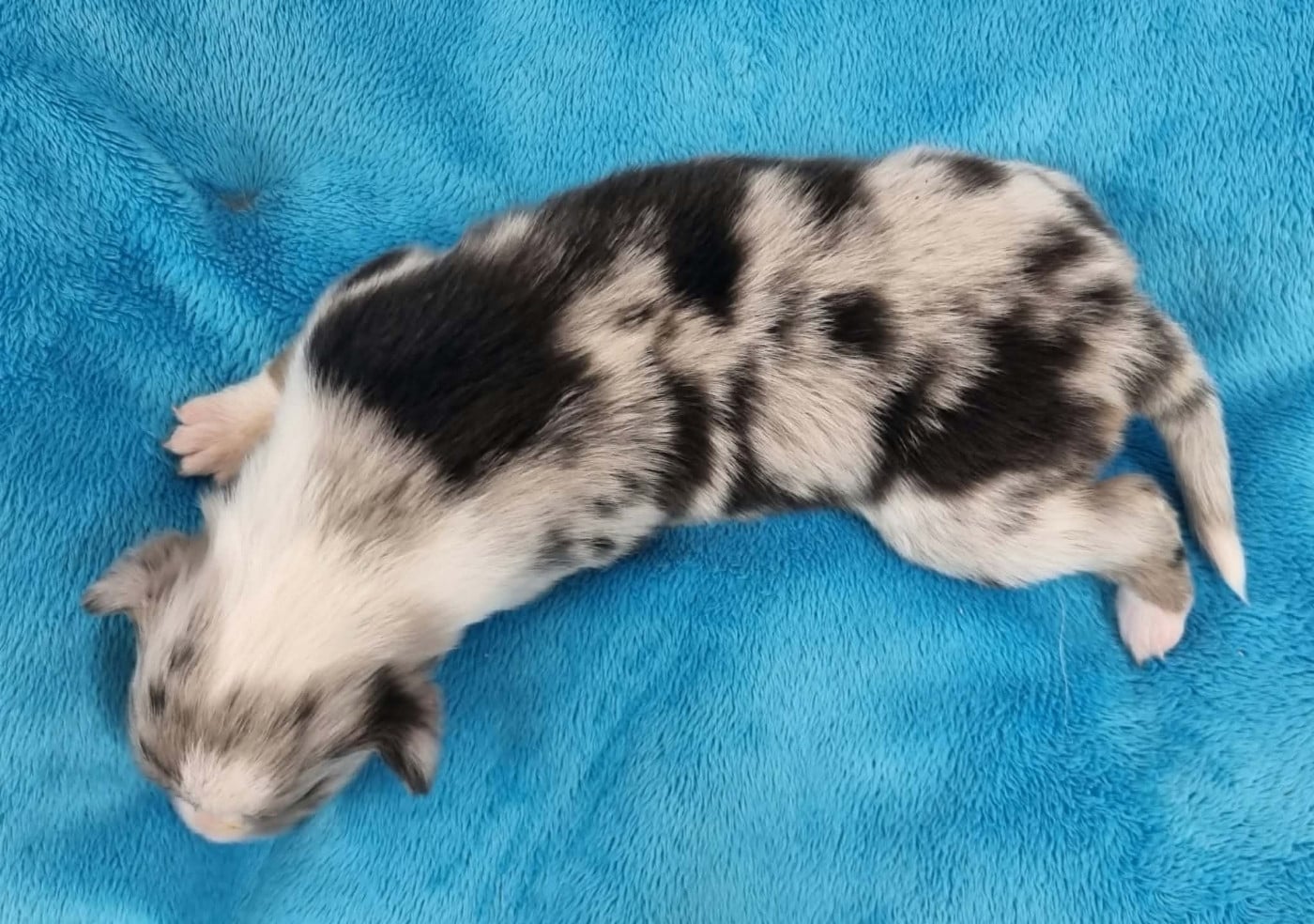 FEMELLE BLEUE MERLE