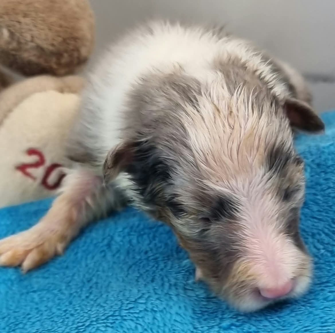 FEMELLE BLEUE MERLE