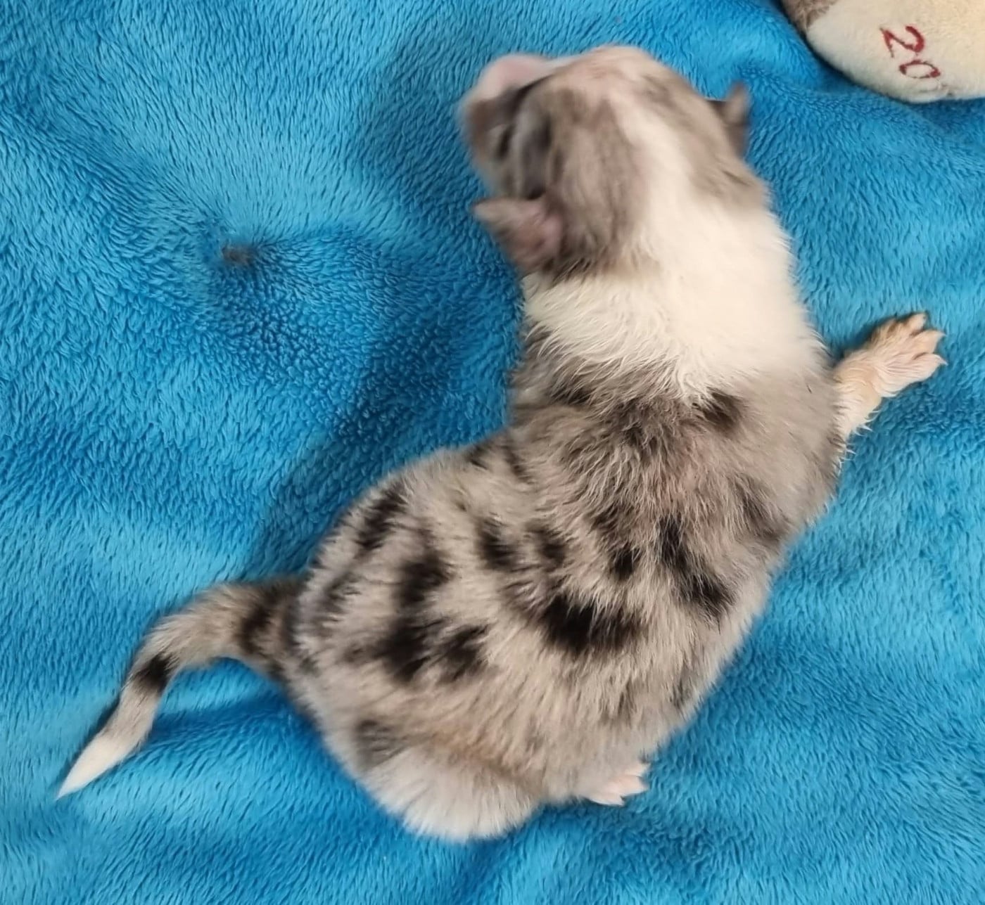 FEMELLE BLEUE MERLE