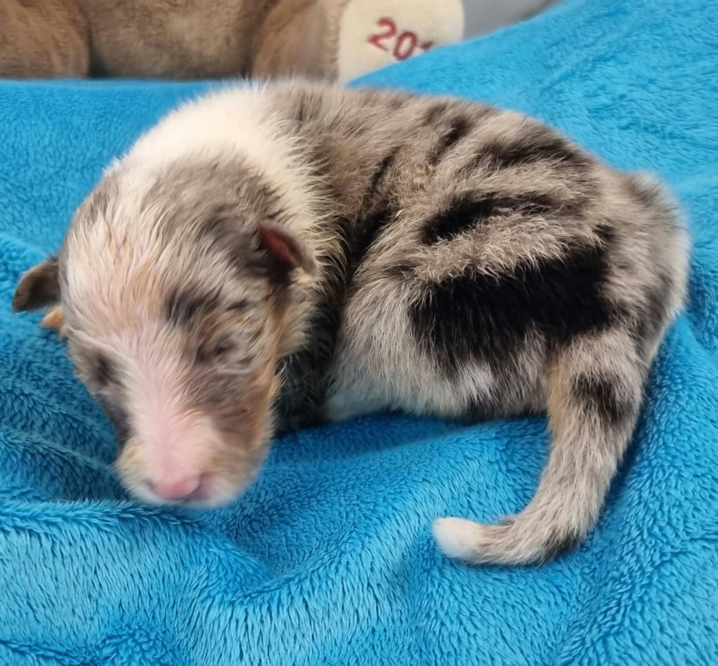 FEMELLE BLEUE MERLE