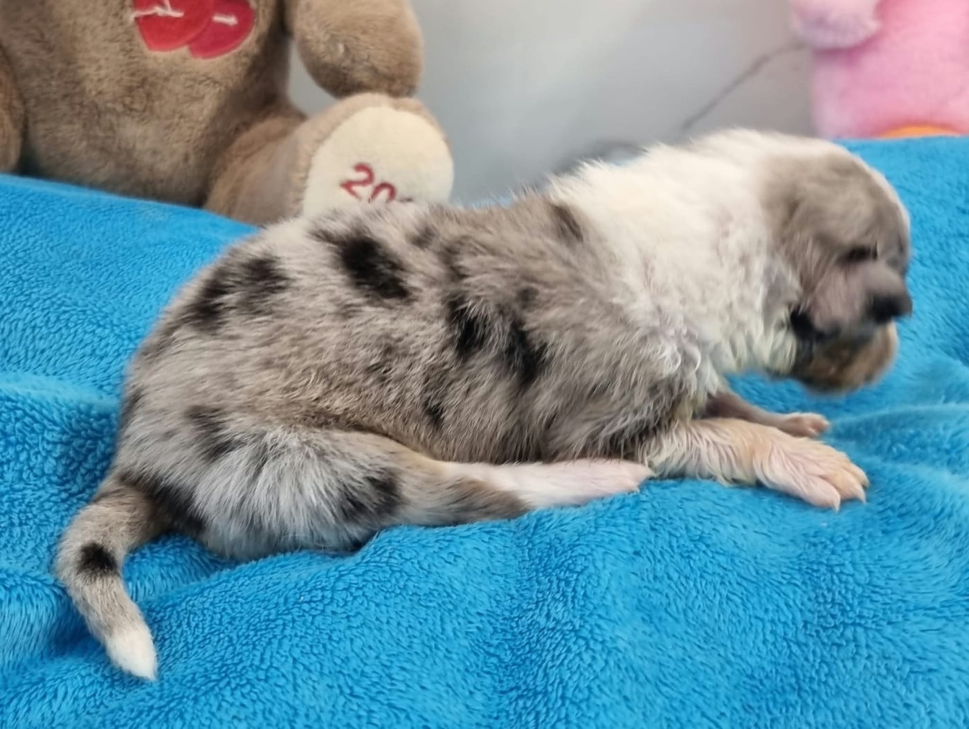 FEMELLE BLEUE MERLE