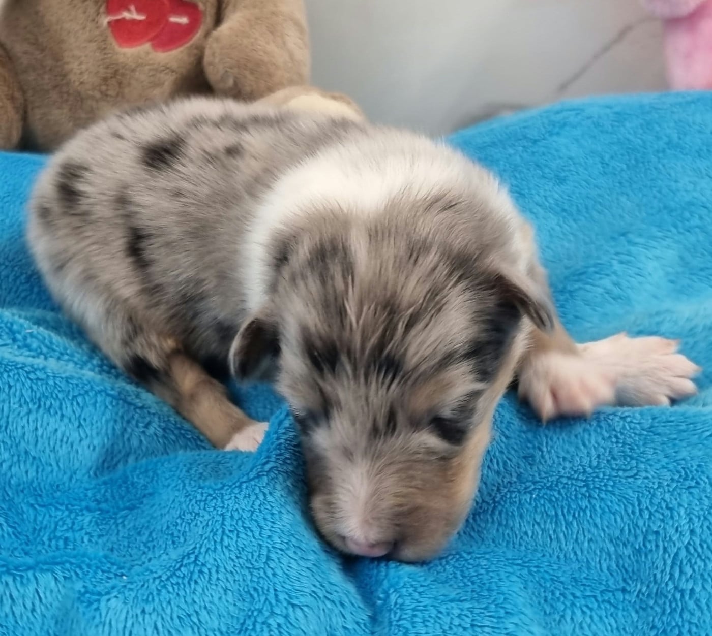 MALE BLEU