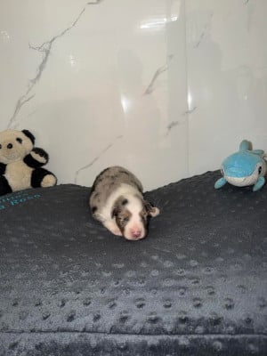 Les chiots de Shetland Sheepdog