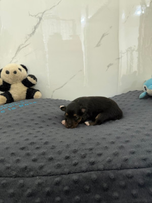 Les chiots de Shetland Sheepdog