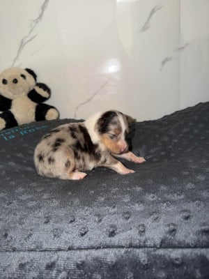 Les chiots de Shetland Sheepdog