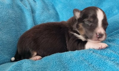 Les chiots de Shetland Sheepdog