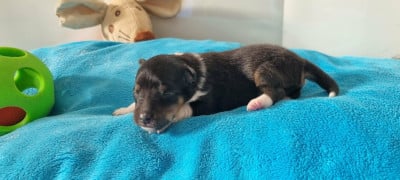 Les chiots de Shetland Sheepdog