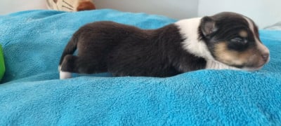 Les chiots de Shetland Sheepdog