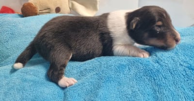 Les chiots de Shetland Sheepdog