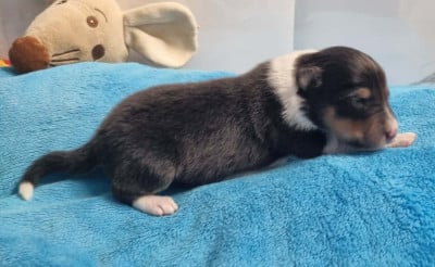 Les chiots de Shetland Sheepdog