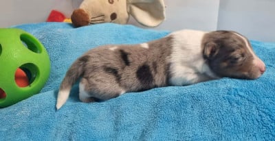 Les chiots de Shetland Sheepdog