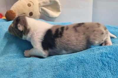 Les chiots de Shetland Sheepdog