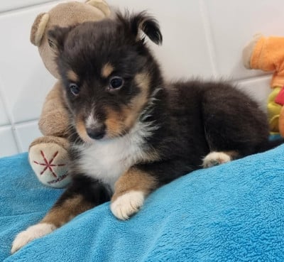 Les chiots de Shetland Sheepdog