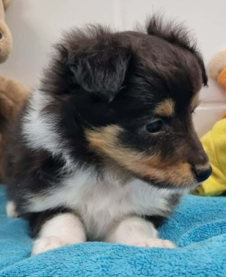 Les chiots de Shetland Sheepdog
