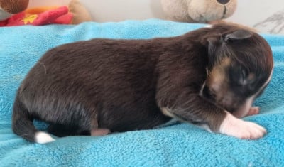 Les chiots de Shetland Sheepdog