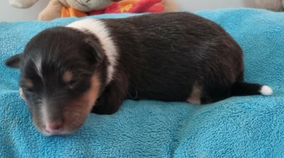 Les chiots de Shetland Sheepdog