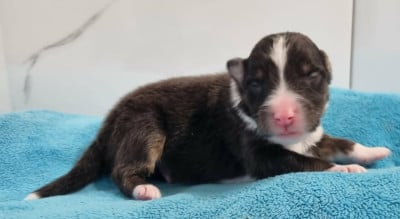 Les chiots de Shetland Sheepdog