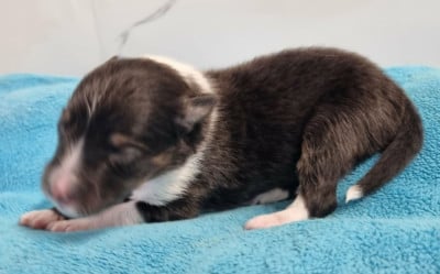 Les chiots de Shetland Sheepdog