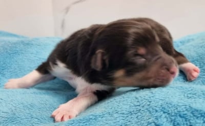 Les chiots de Shetland Sheepdog