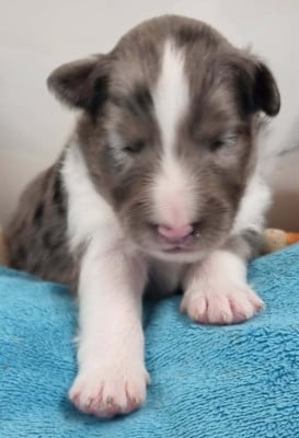 Mâle Bleu - Shetland Sheepdog