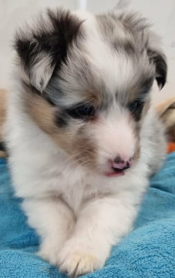 Les chiots de Shetland Sheepdog