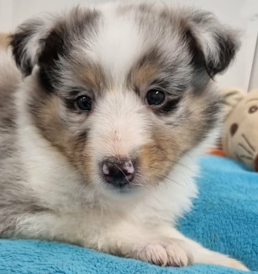 Les chiots de Shetland Sheepdog