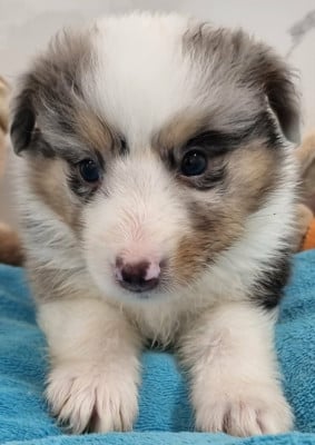 Les chiots de Shetland Sheepdog