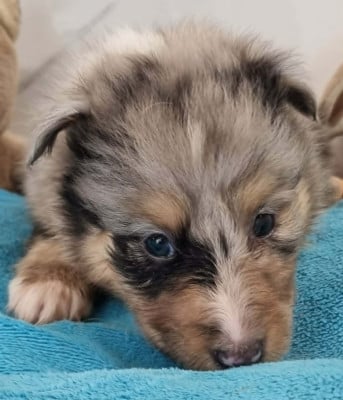 Les chiots de Shetland Sheepdog