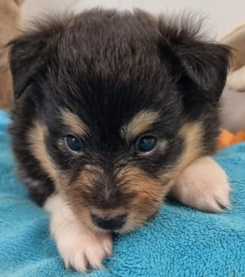Les chiots de Shetland Sheepdog