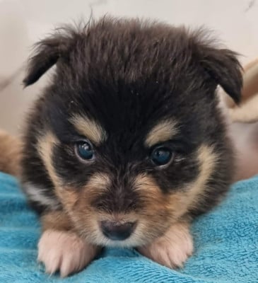 Les chiots de Shetland Sheepdog