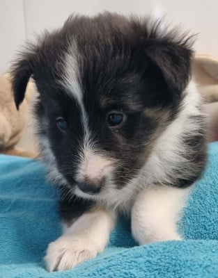 Les chiots de Shetland Sheepdog