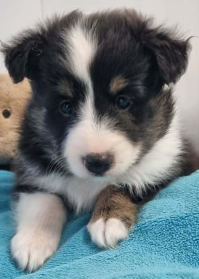 Les chiots de Shetland Sheepdog
