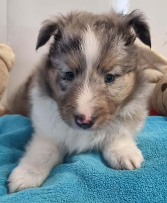 Les chiots de Shetland Sheepdog