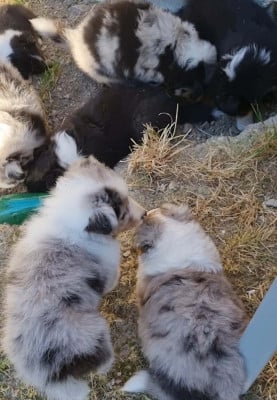 Les chiots de Shetland Sheepdog