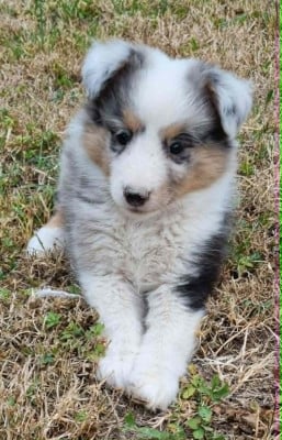 Les chiots de Shetland Sheepdog