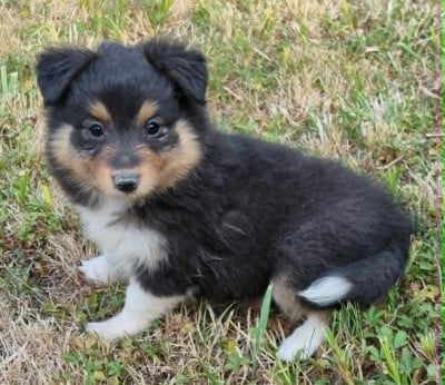Les chiots de Shetland Sheepdog