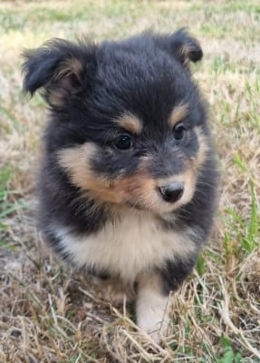 Les chiots de Shetland Sheepdog