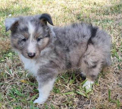 Les chiots de Shetland Sheepdog