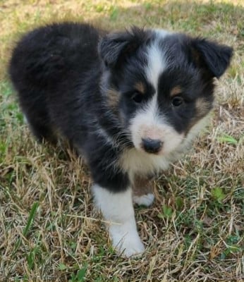 Les chiots de Shetland Sheepdog