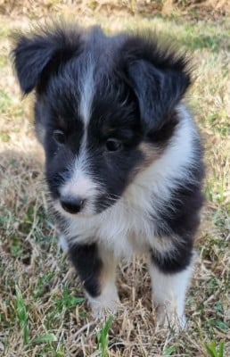 Les chiots de Shetland Sheepdog