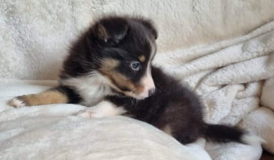 Les chiots de Shetland Sheepdog