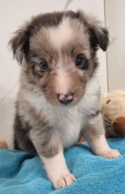 Les chiots de Shetland Sheepdog