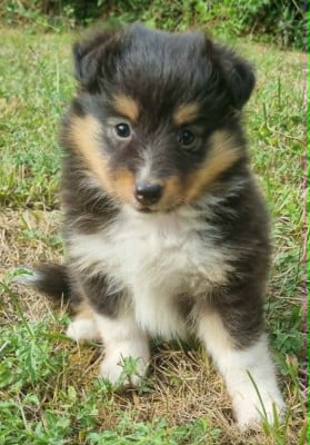 Les chiots de Shetland Sheepdog