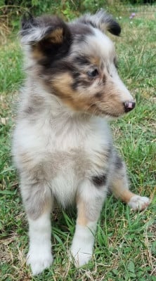 Les chiots de Shetland Sheepdog