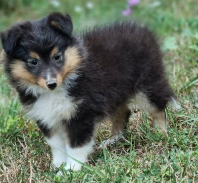 Les chiots de Shetland Sheepdog