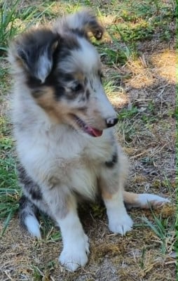 Les chiots de Shetland Sheepdog